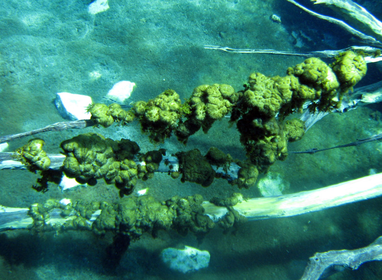 Immersione a Capo D''Acqua (AQ)
